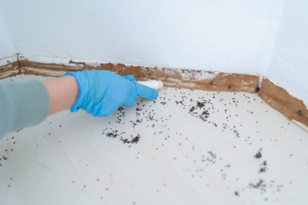 Best Real Estate Pest Inspections  in Mullica Hill, NJ